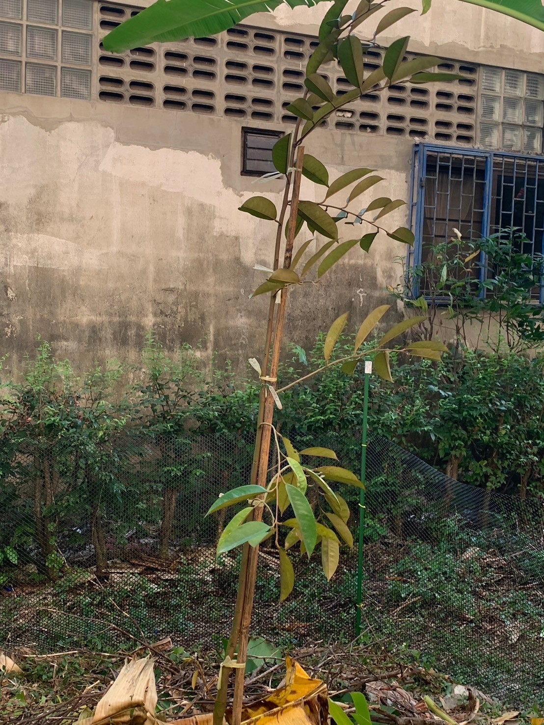 image10