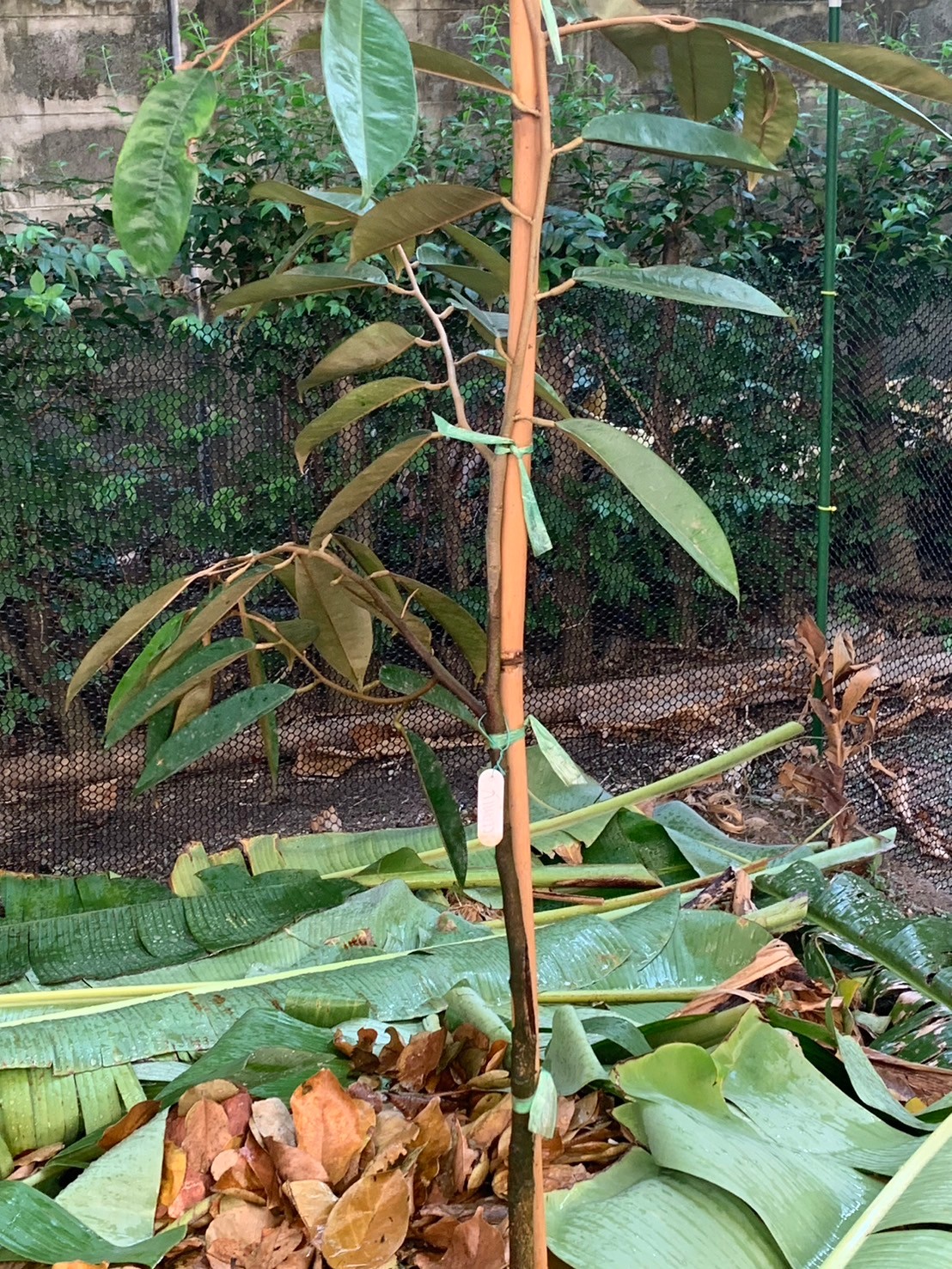 image11